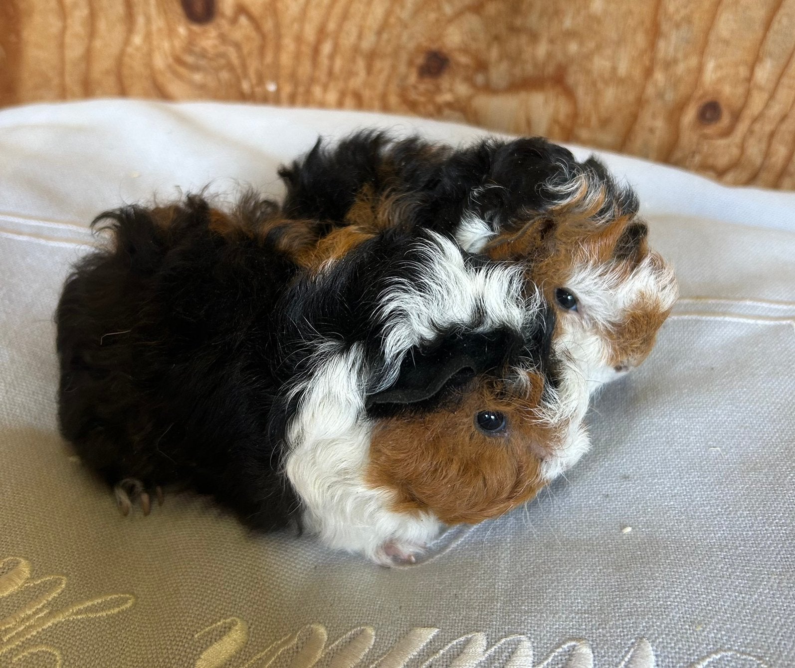 Twee jonge cavia mannetjes (alpaca x peruvian), Augustus, Mannelijk, Cavia