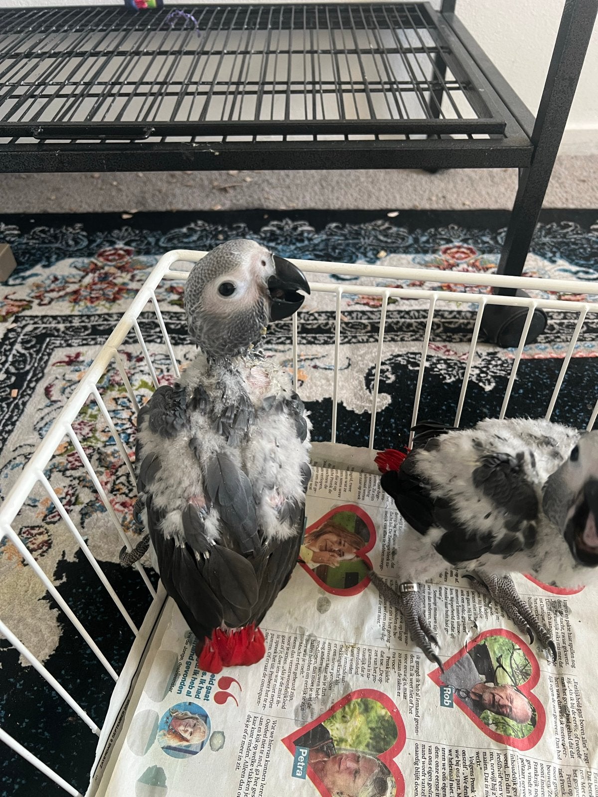 Jonge Grijze roodstaart., Dieren en Toebehoren, Vogels | Parkieten en Papegaaien, Geslacht onbekend