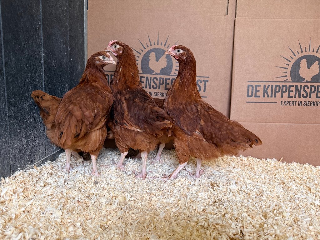 Jonge tamme Rhode Island Red kippen gesekst & ingeënt, Vrouwelijk, Kip