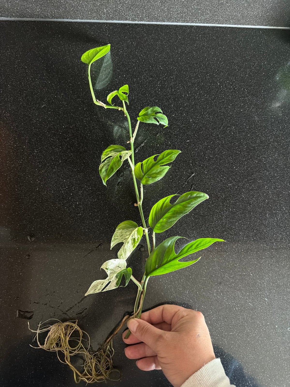 Epipremnum Pinnatum Marble Variegata, Huis en Inrichting, Kamerplanten, Ophalen