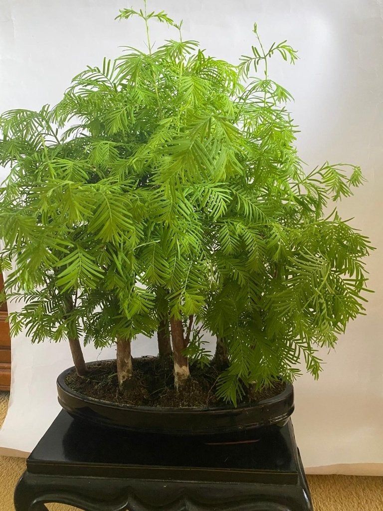 Prachtig bonsai bos met Sequoia's, In pot, Bloeit niet, Halfschaduw, Minder dan 100 cm