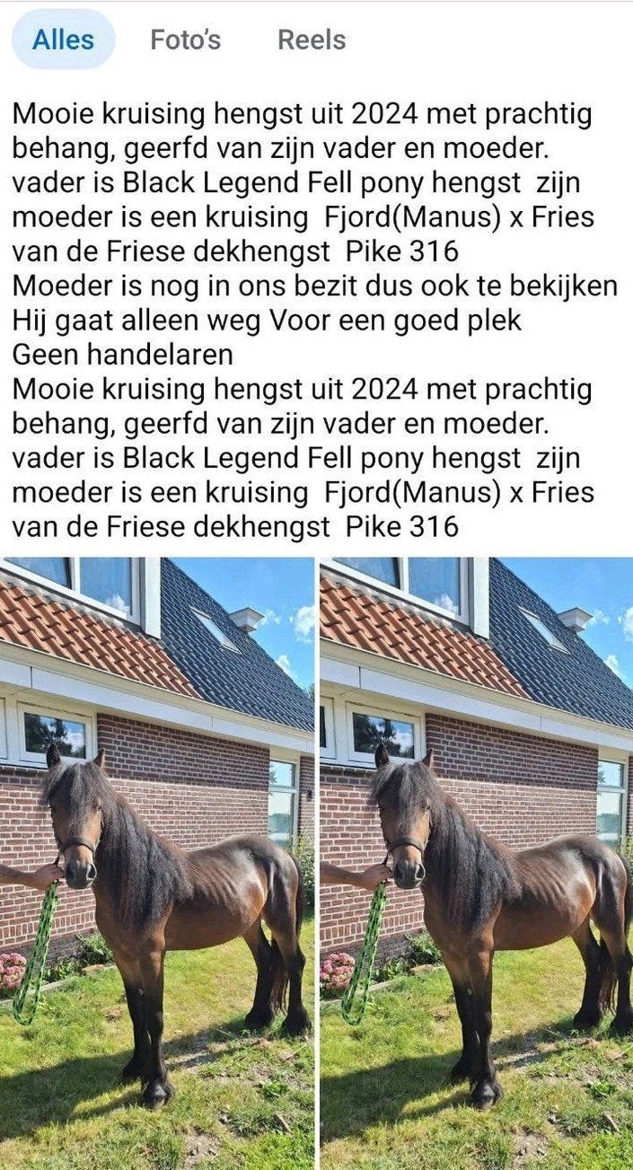 mooie kruising  Fell pony hengst, Dieren en Toebehoren, Paarden, Hengst, Minder dan 160 cm, Recreatiepaard, 0 tot 2 jaar