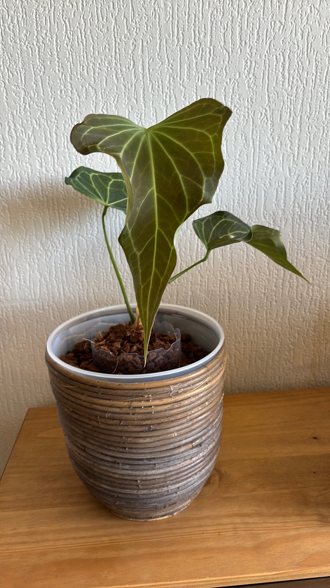 Anthurium Delta Force, Ophalen of Verzenden, Halfschaduw, Minder dan 100 cm