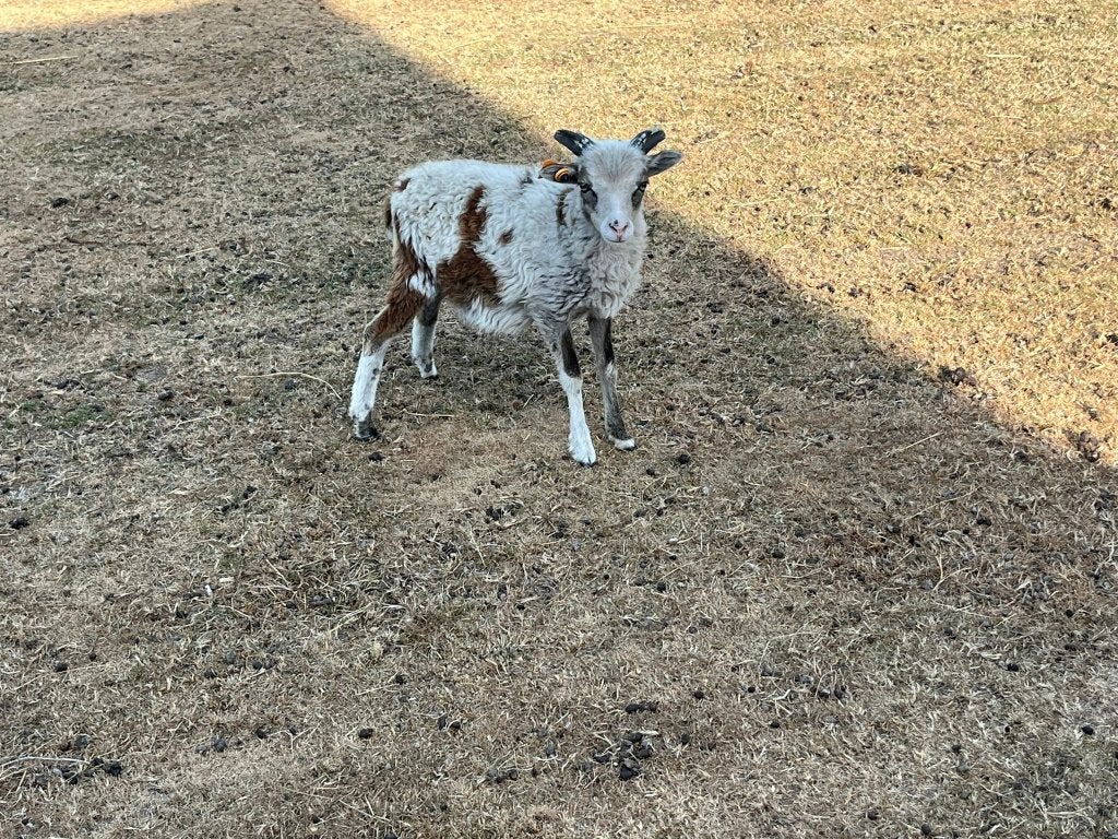 Soay lammeren, Dieren en Toebehoren, Mannelijk, Schaap, 0 tot 2 jaar