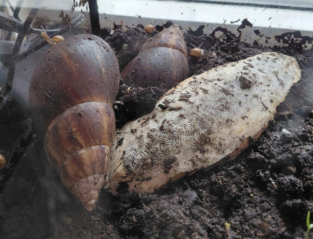 Reuzenslak baby, December, Geslacht onbekend