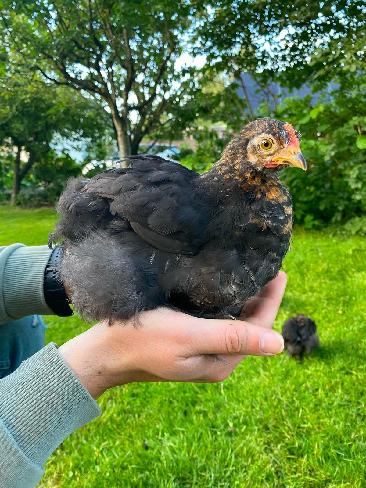 Cochin kriel haan handtam, Dieren en Toebehoren, Pluimvee, Mannelijk, Kip