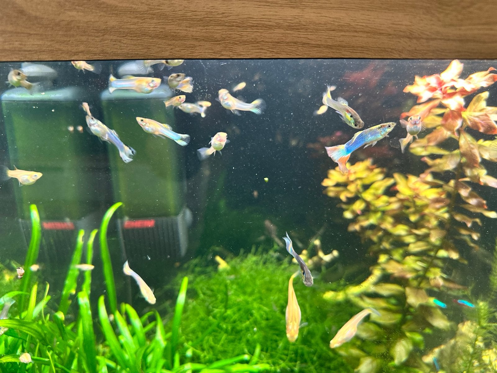 Gratis Guppies, Vis