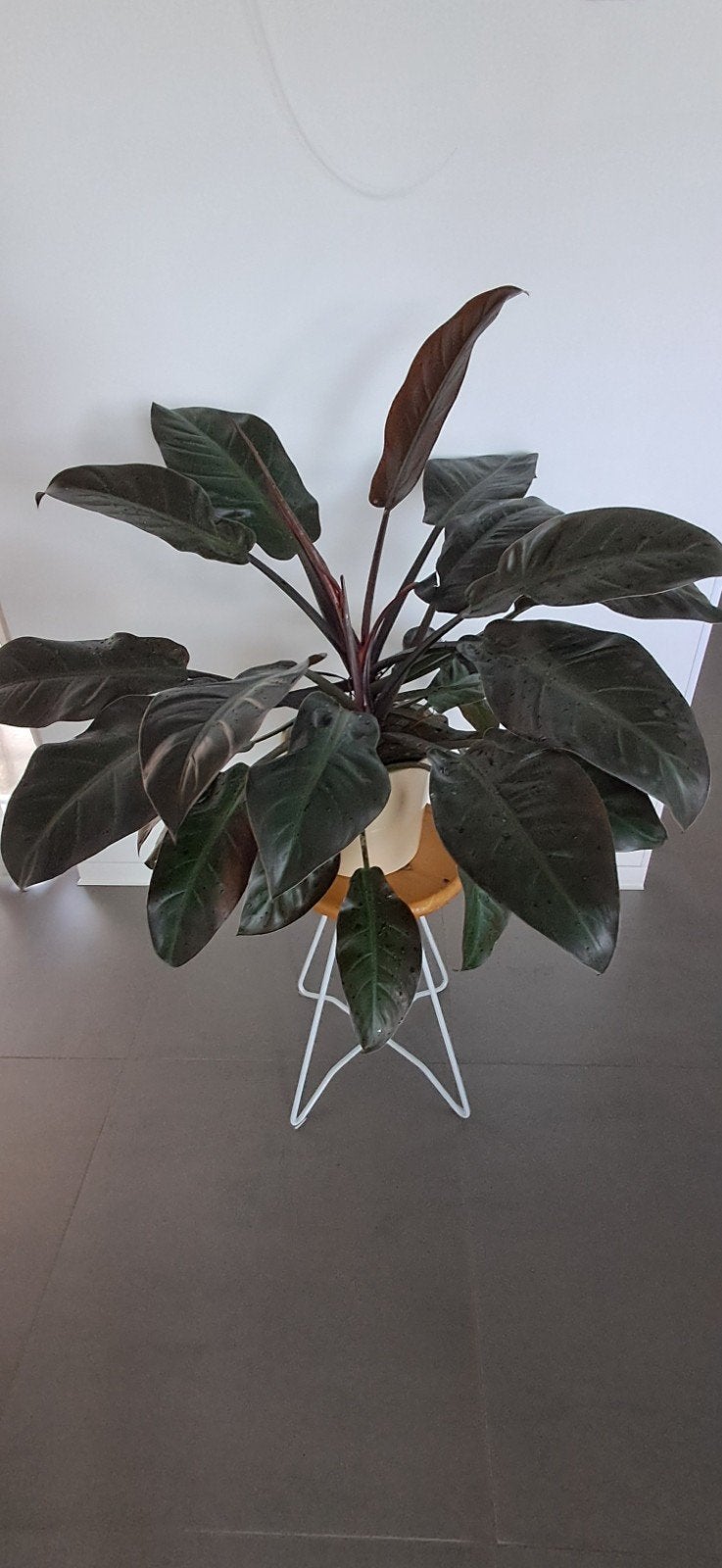 Philodendron ' Red Emerald '  in uitstekende gezondheid, Huis en Inrichting, Ophalen, Halfschaduw, Minder dan 100 cm