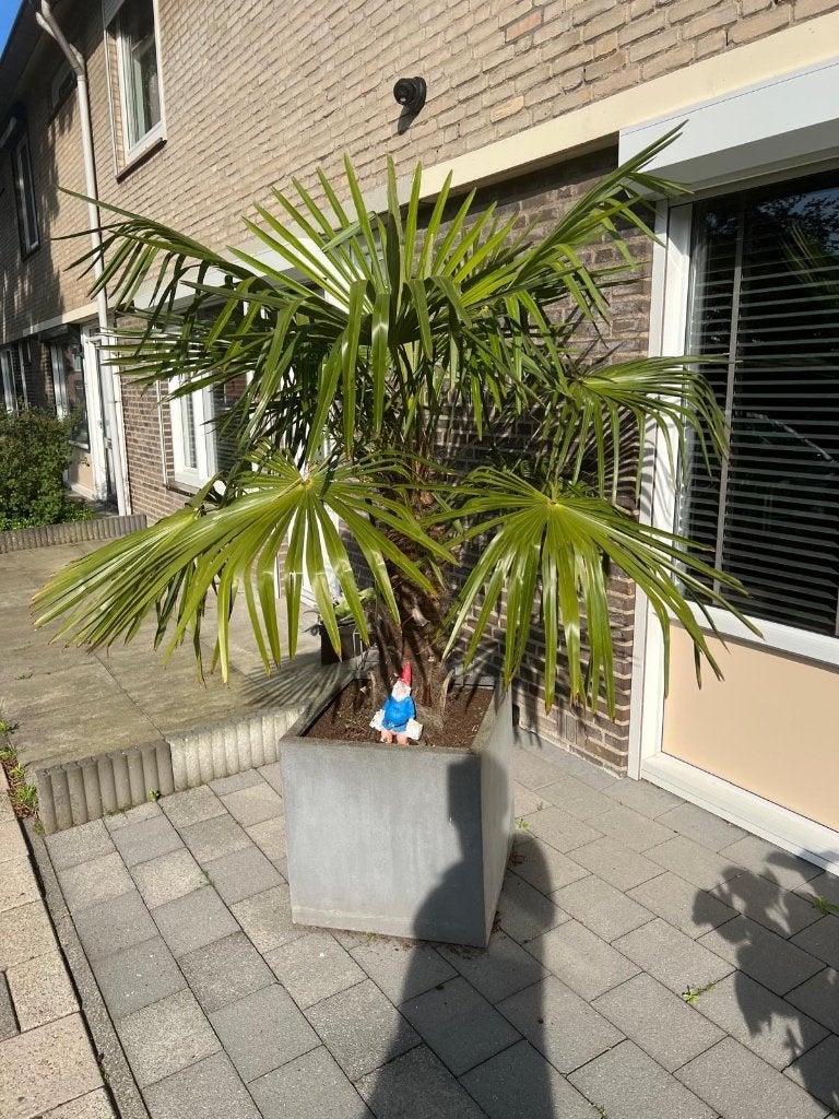 Palmbomen, Tuin en Terras, 100 tot 250 cm, Zomer, Palmboom, Ophalen