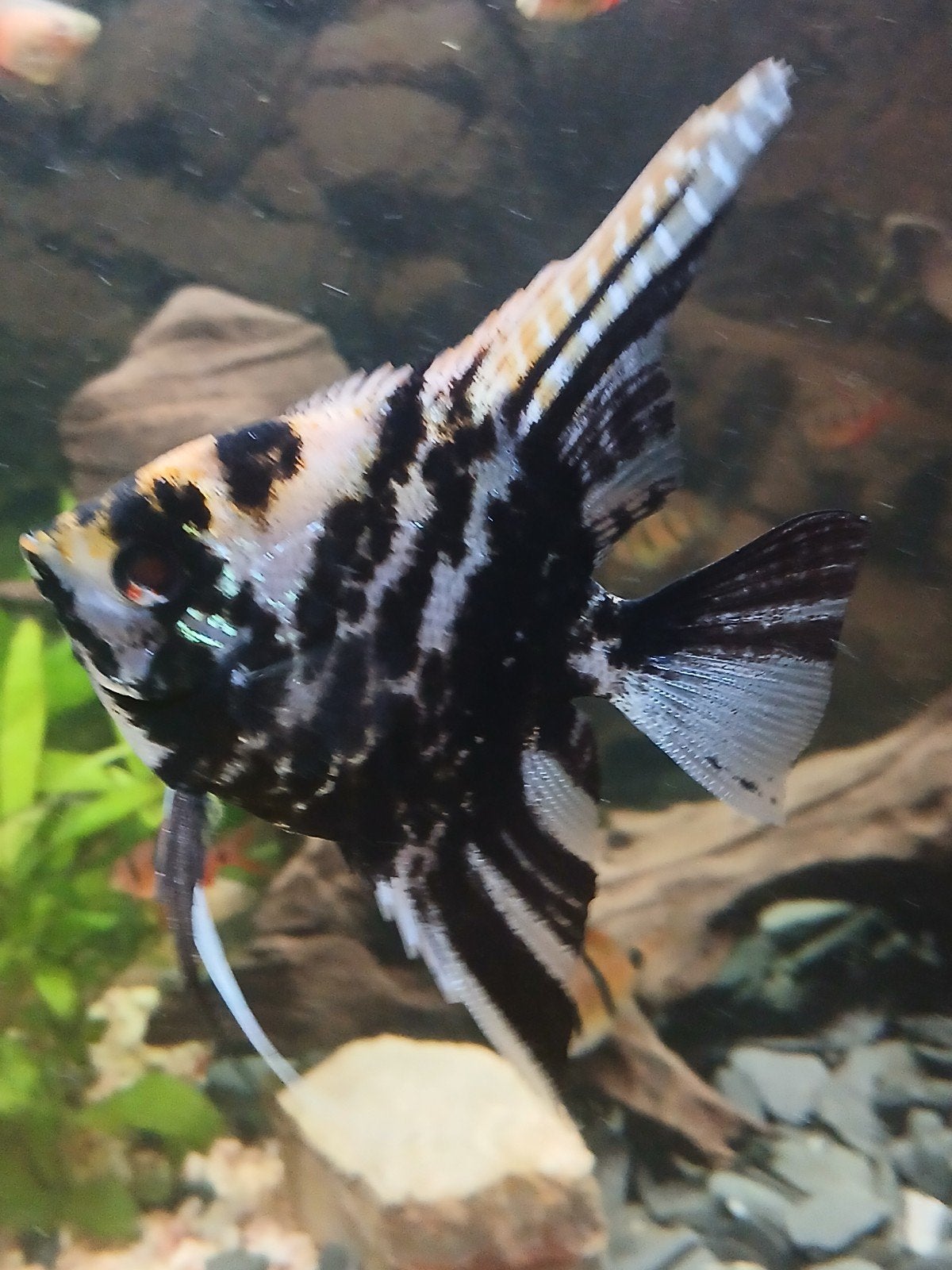 Mooie Maanvis van ca. 15 centimeter, Dieren en Toebehoren