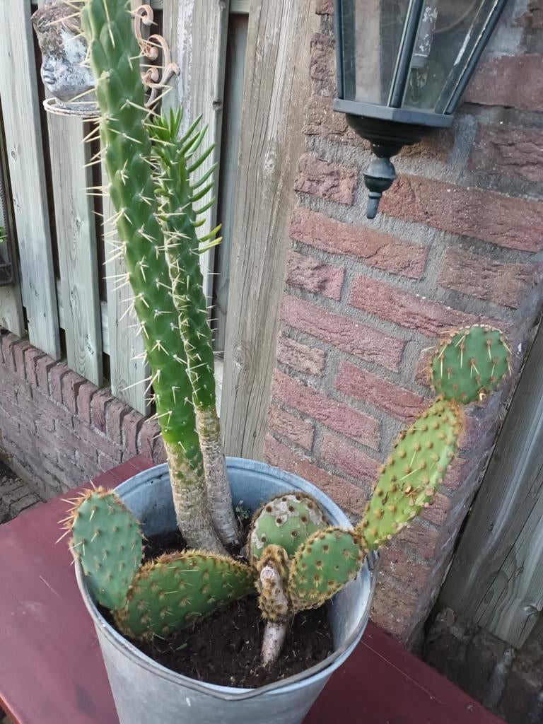 Cactus in zinken pot, Ophalen