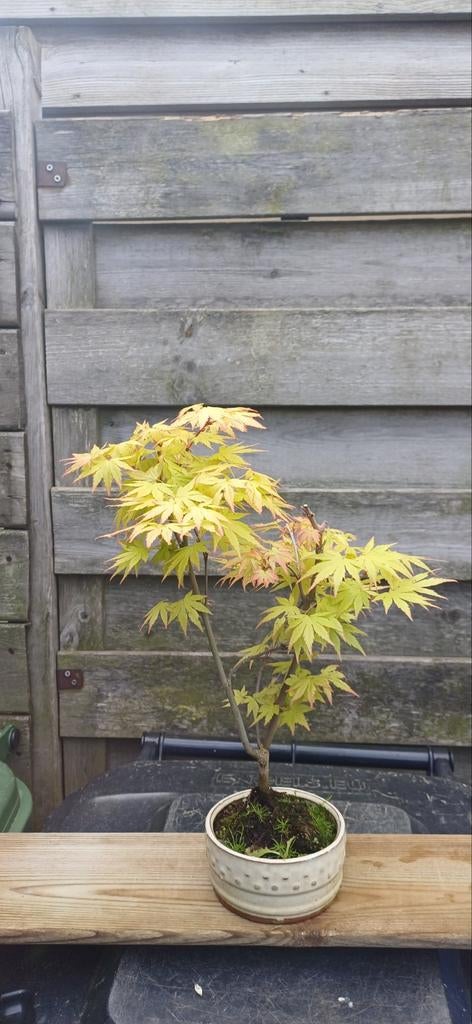 Acer palmatum "Orange Dream" bonsai, In pot, Bloeit niet, Halfschaduw, Minder dan 100 cm