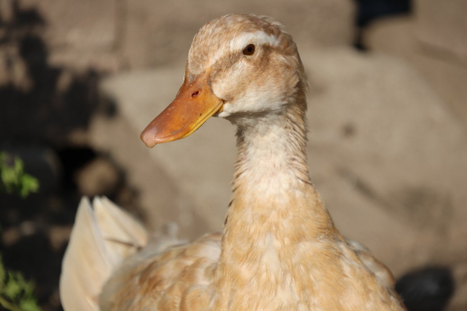 Saksische loopeend trio, Dieren en Toebehoren, Pluimvee, Meerdere dieren, Eend
