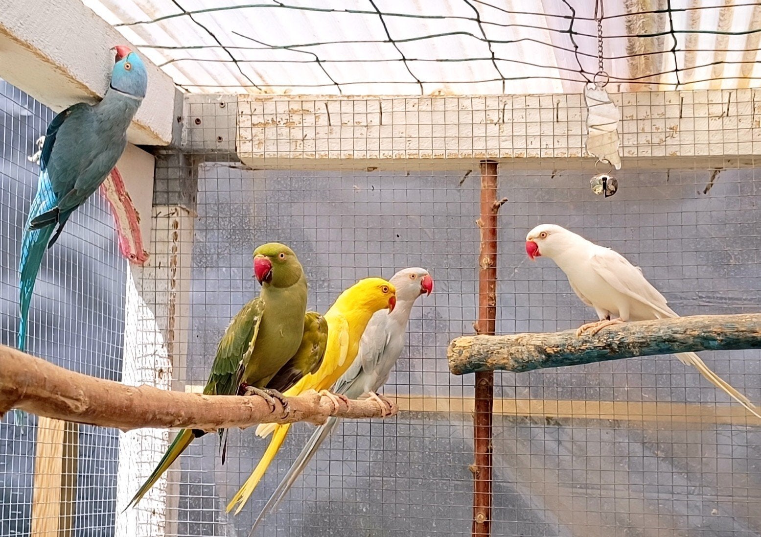 Halsband parkieten