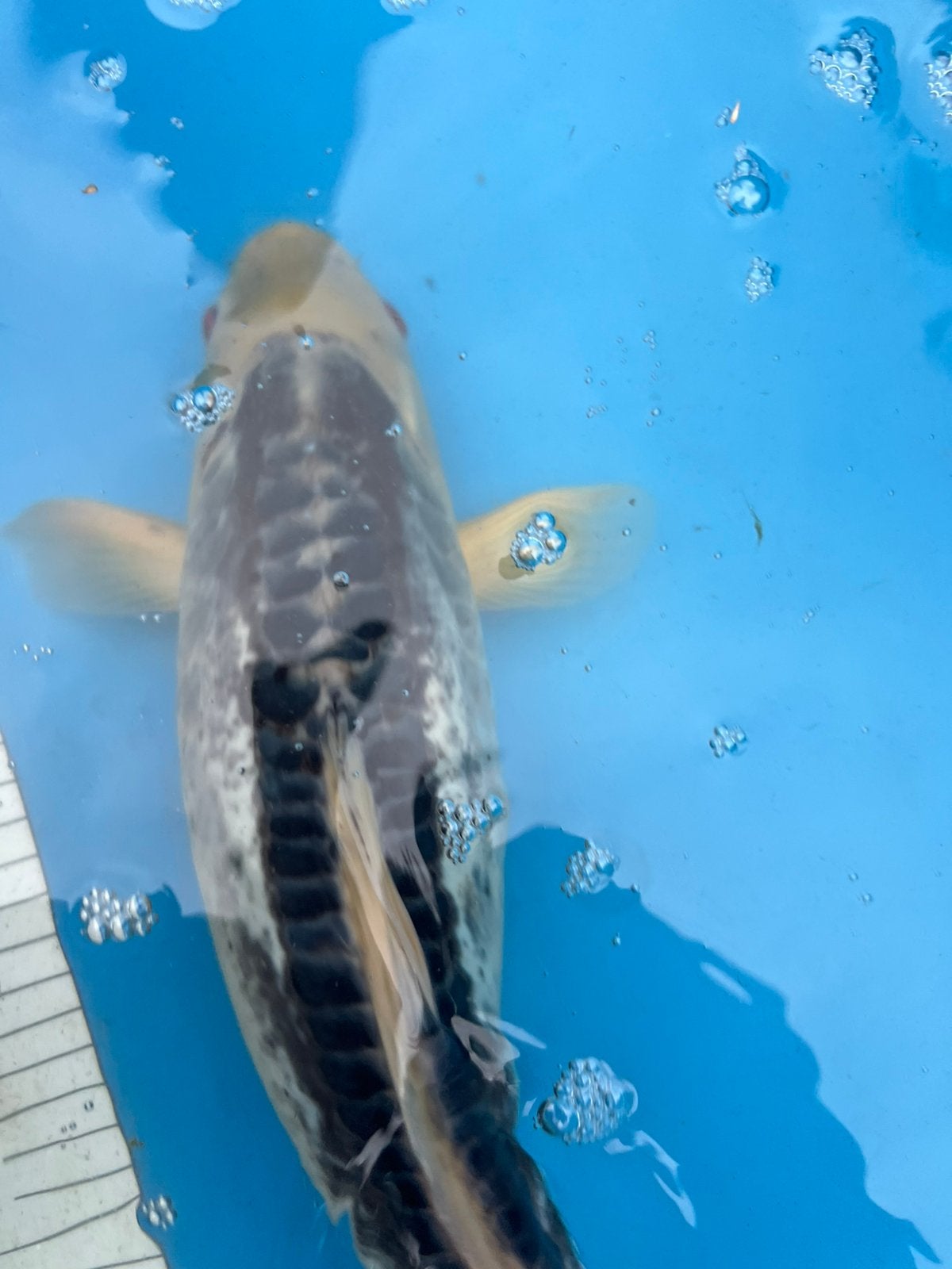 Grote doitsu koi, Dieren en Toebehoren, Karper of Koi