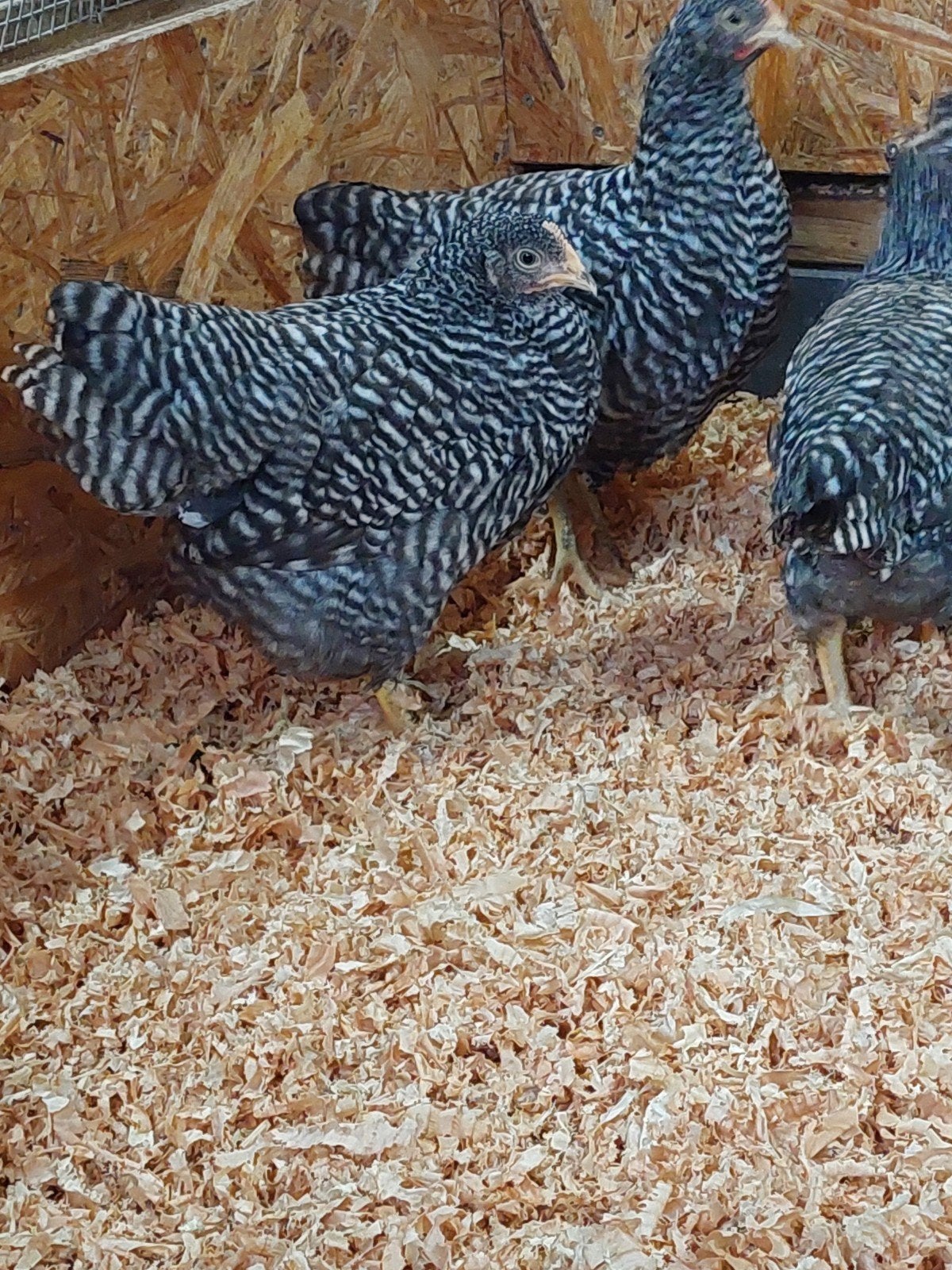 amrock kuikens 7 weken oud, Dieren en Toebehoren, Pluimvee, Vrouwelijk, Kip