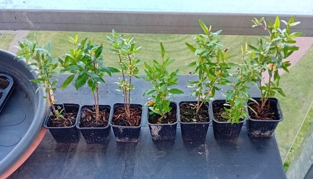 Jonge Granaatappelplantjes ((Punica granatum), Minder dan 100 cm, Overige soorten, In pot, Ophalen of Verzenden