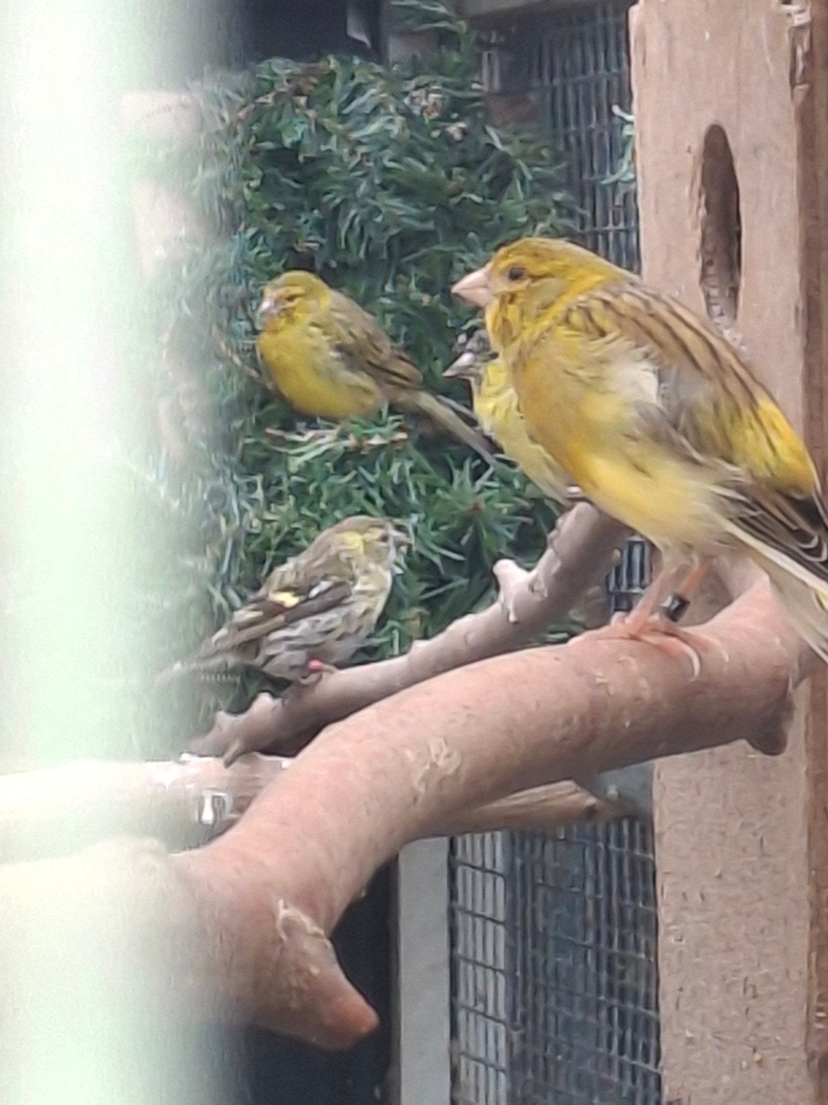 raza's, Dieren en Toebehoren, Vogels | Kanaries, Meerdere dieren, Kleurkanarie