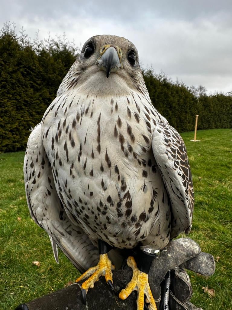 Vogel vermist., Dieren en Toebehoren, Vogels | Overige Vogels, Vrouwelijk, Roofvogel, Geringd