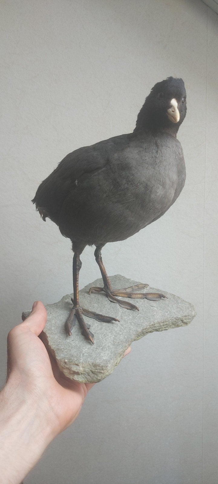 Opgezette Meerkoet - Prachtige Taxidermie Vogel, Verzamelen, Dierenverzamelingen, Ophalen of Verzenden, Zo goed als nieuw, Vogel