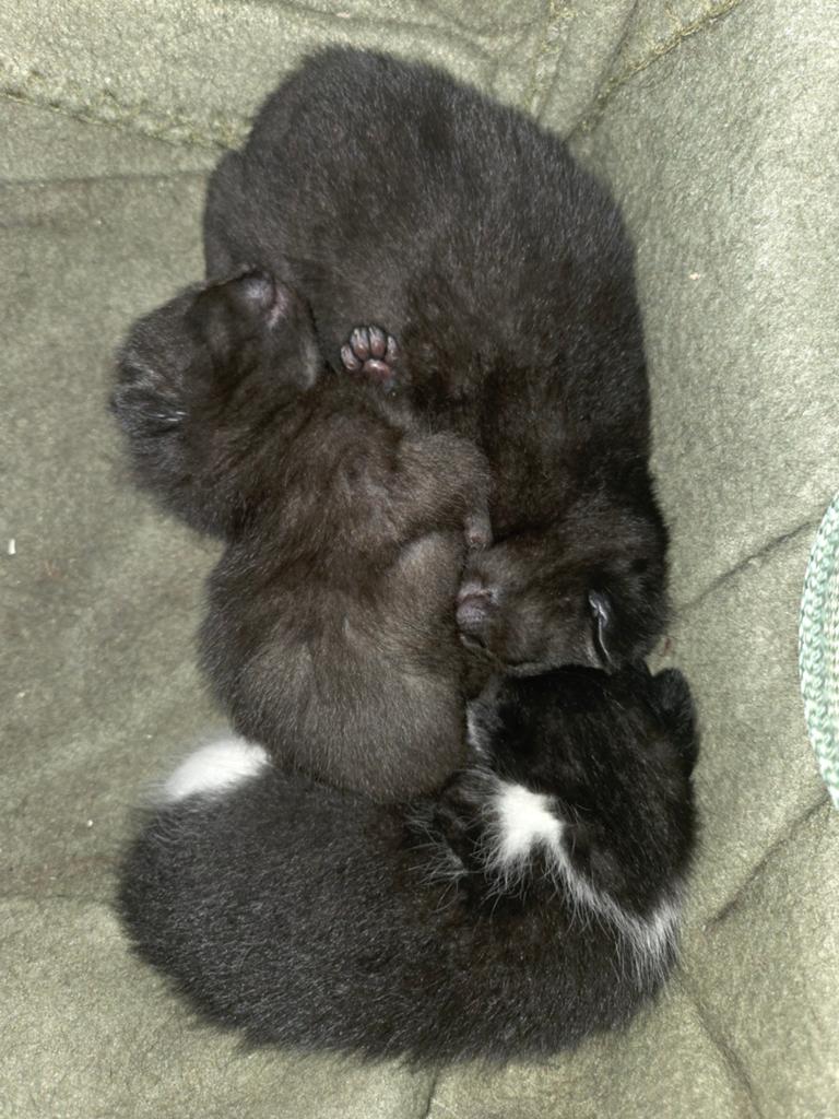 Kittens zoeken liefdevol nieuw huisje! ️, Meerdere dieren, Kortharig, 0 tot 2 jaar