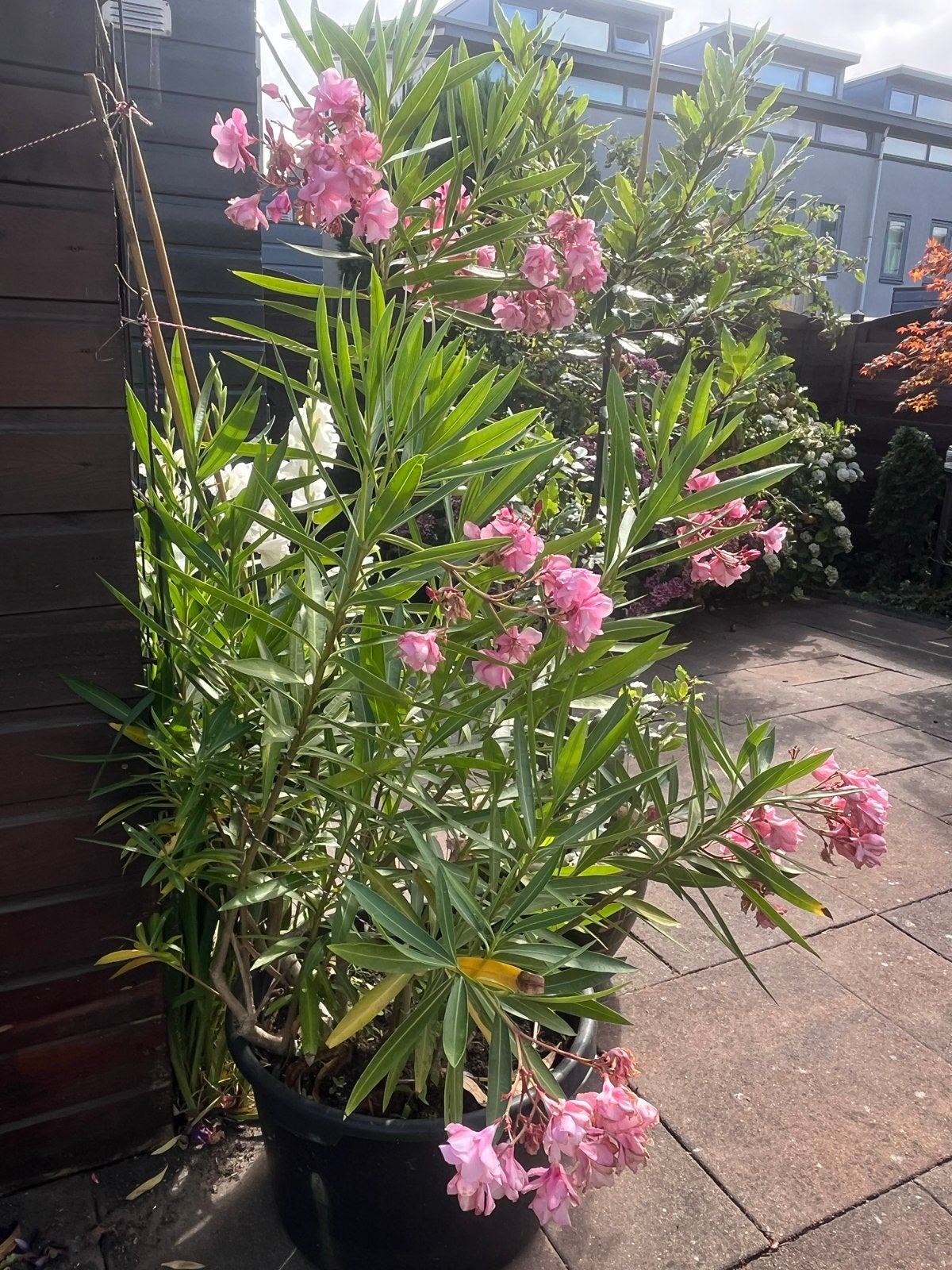 Grote roze Oleander in pot - Mediterrane sfeer, Tuin en Terras, Volle zon, Vaste plant, Zomer, Ophalen