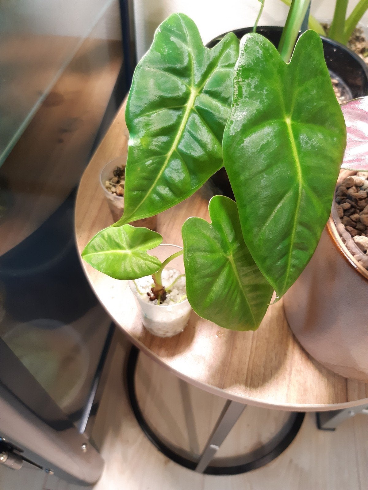 alocasia frydek, Ophalen of Verzenden, Halfschaduw, Minder dan 100 cm