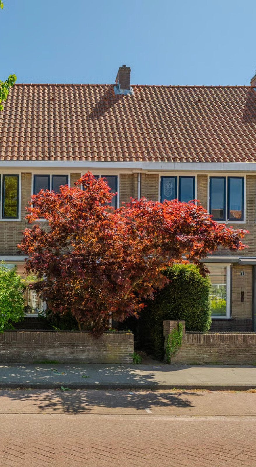 Grote Japanse Esdoorn, Tuin en Terras, Ophalen, Halfschaduw, Overige soorten, Lente