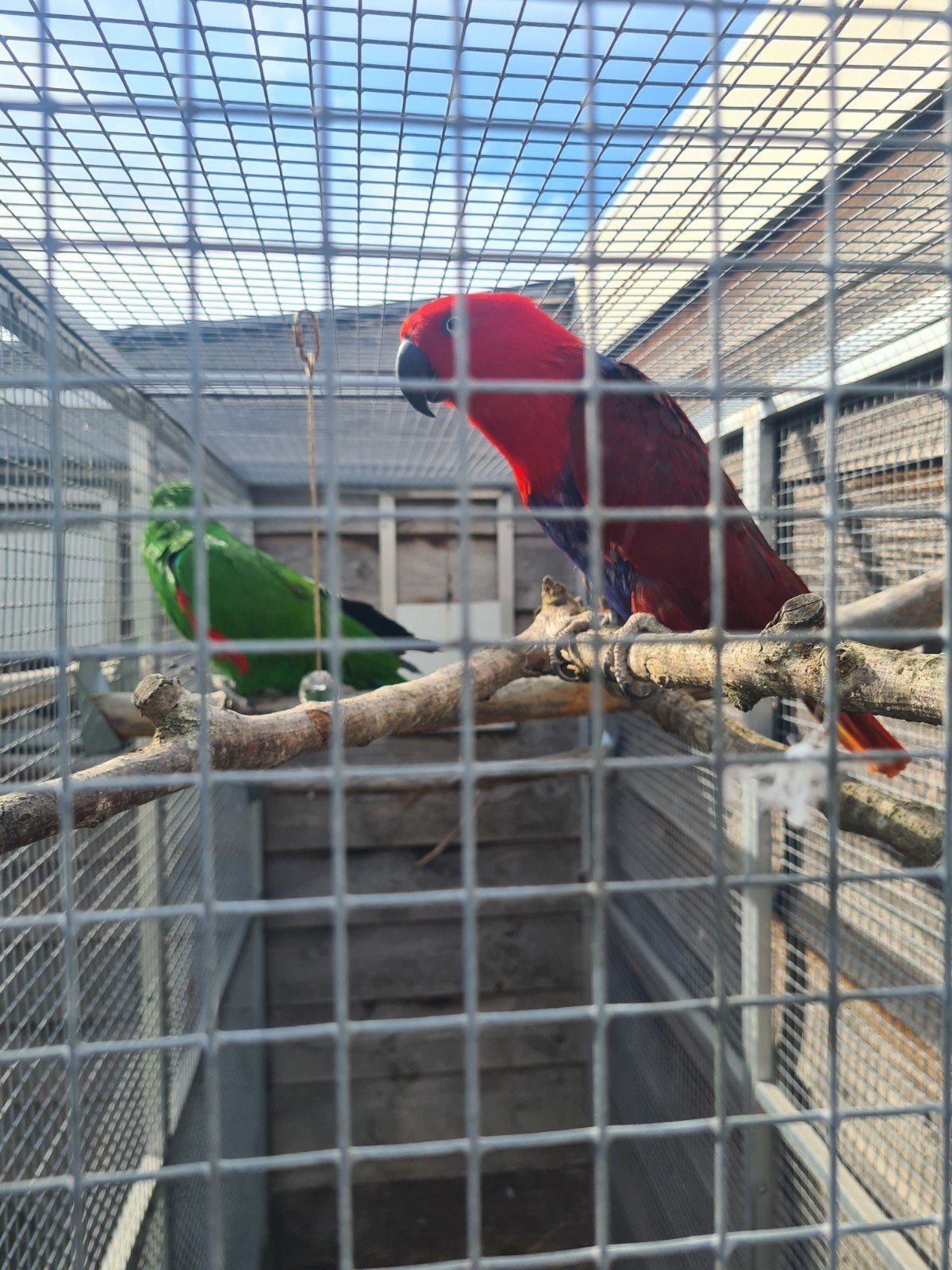 Edel Papegaaien koppel, Dieren en Toebehoren, Vogels | Parkieten en Papegaaien, Meerdere dieren, Papegaai, Geringd