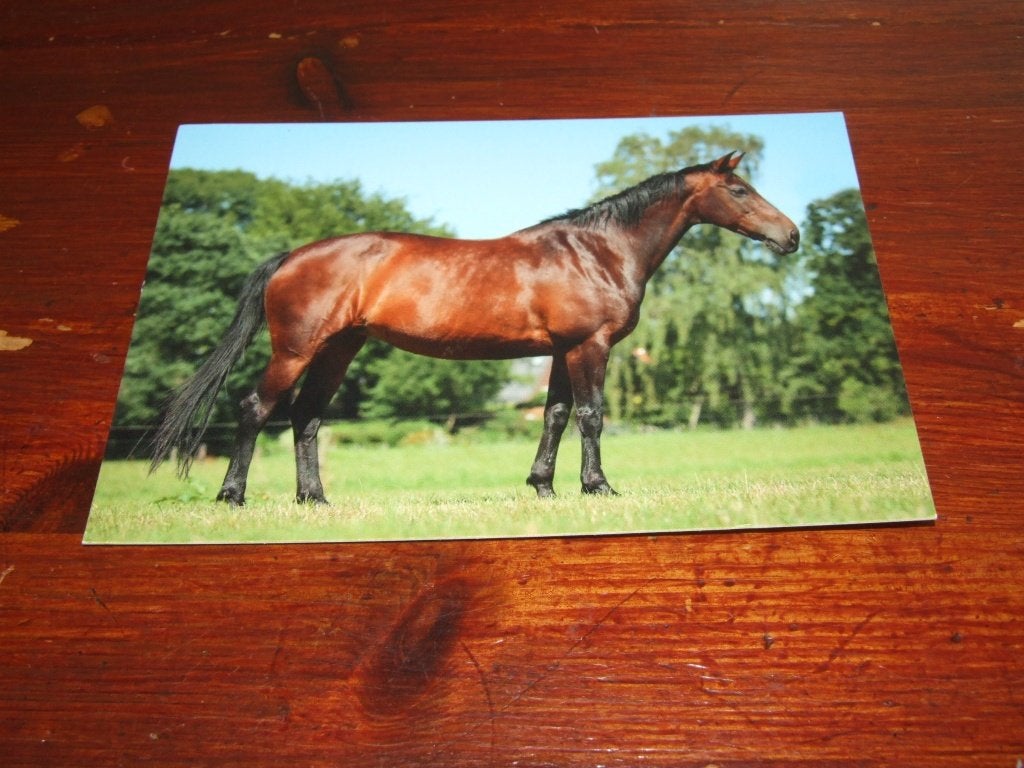 A181- Ansichtkaart van paard Romana, K.W.P.N. er uit Soest, Verzenden, 1980 tot heden, Ongelopen, Paard