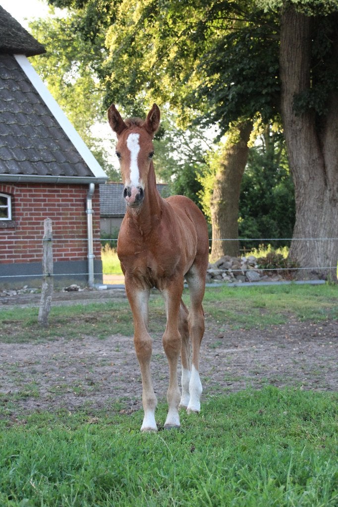 Merrie met hengstveulen, Dieren en Toebehoren, Paarden, Springpaard, Niet van toepassing, 0 tot 2 jaar, Hengst
