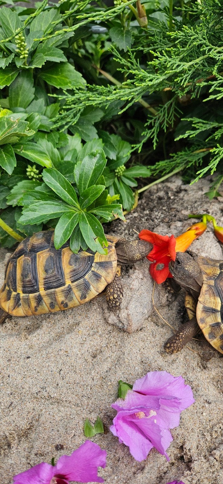 Prachtige gechipte vrouw landschildpad uit 2016 Tortoise photo 9