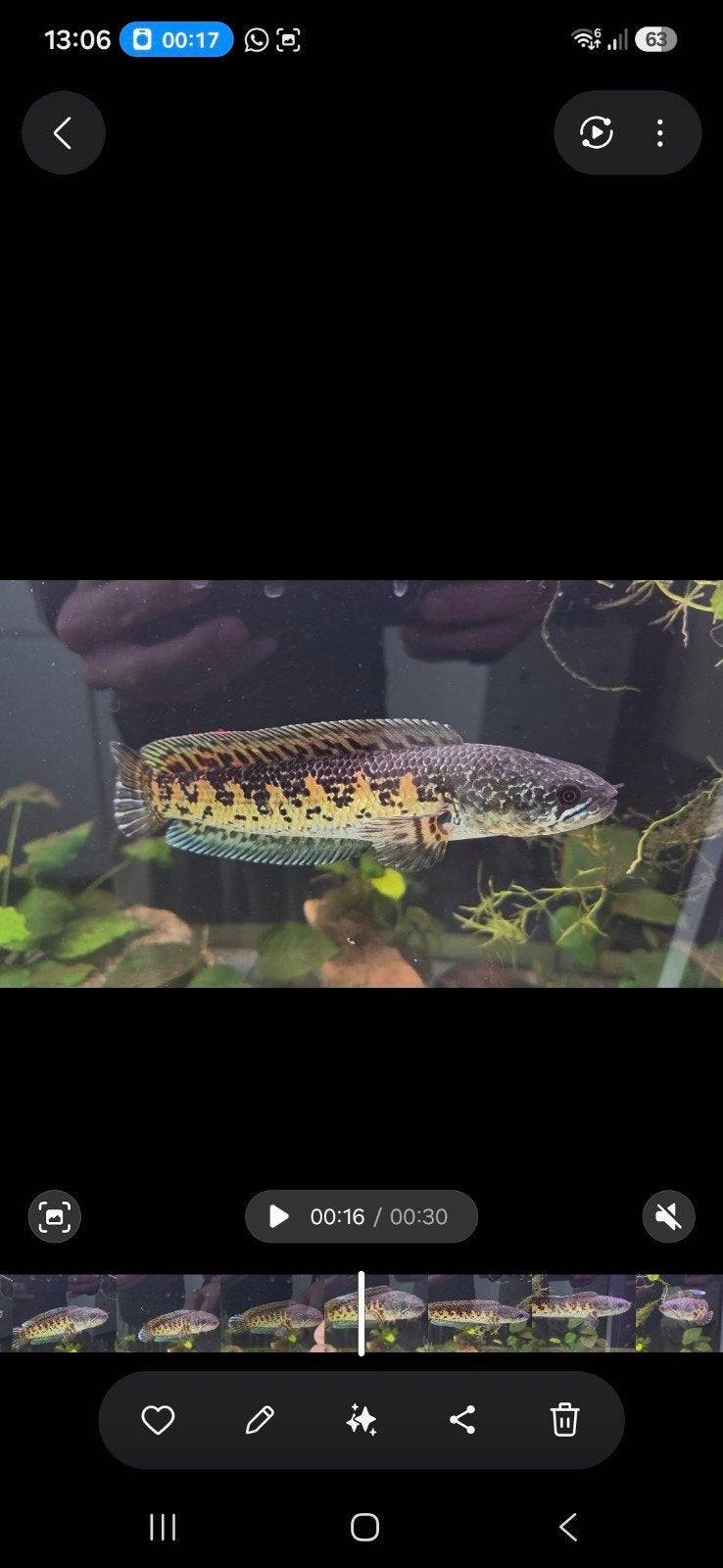 Channa Aurantimaculata Man 20-25cm, Dieren en Toebehoren