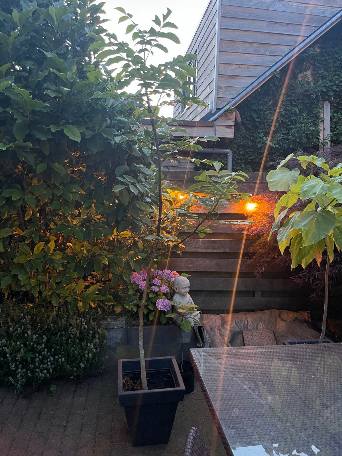 Walnotenboom van ca. 2 meter in pot, Tuin en Terras, Planten | Bomen, Overige soorten, Lente, 100 tot 250 cm, Ophalen