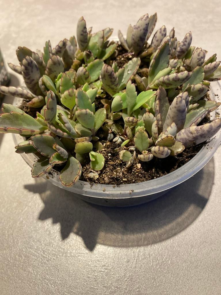Bommenwerper Mother of thousands, Ophalen, Vetplant, Halfschaduw, Minder dan 100 cm