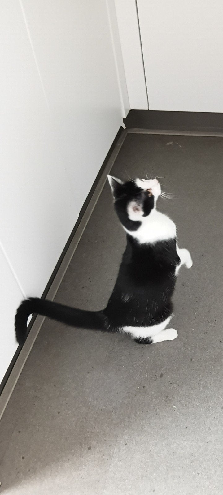 poes ( vrouwelijk), Dieren en Toebehoren, Poes