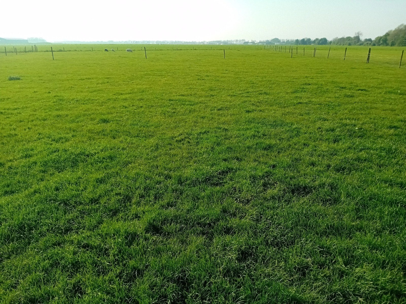Mooi stuk gezond weide land te huur, Dieren en Toebehoren, Stalling en Weidegang