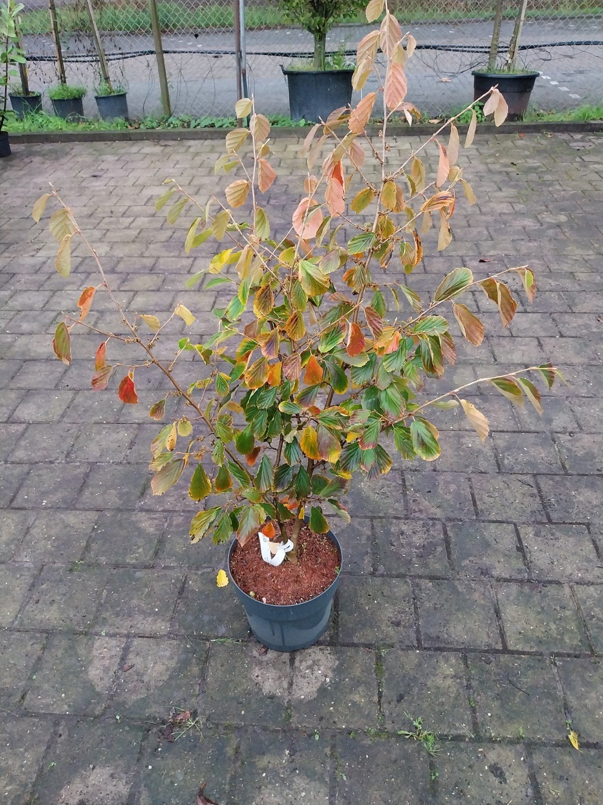 Hamamelis 'Arnold Promise' - Toverhazelaar in pot, Ophalen, Overige soorten, Volle zon, In pot