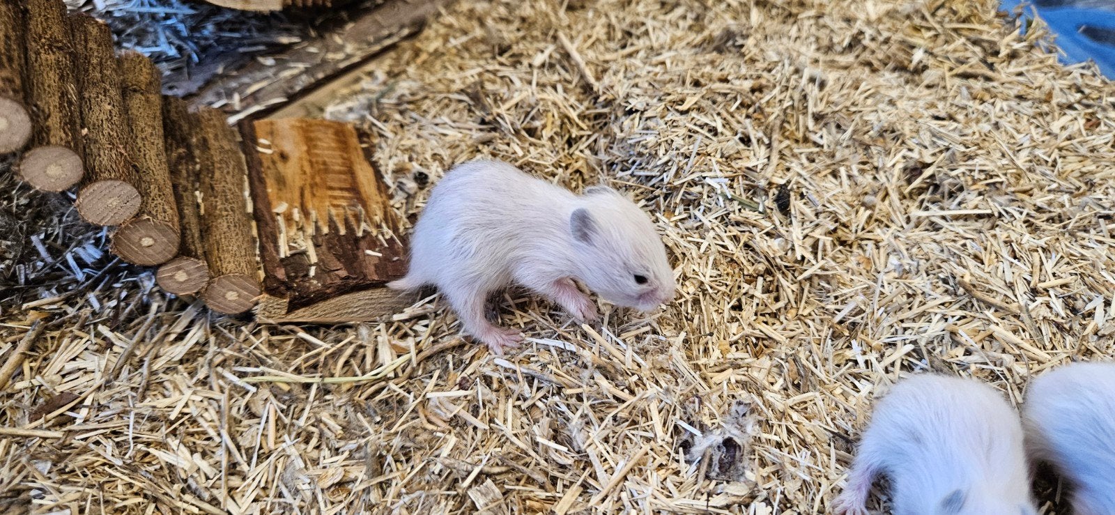 Baby hamster(s) te koop, Dieren en Toebehoren, Knaagdieren, Juni, Meerdere dieren, Hamster