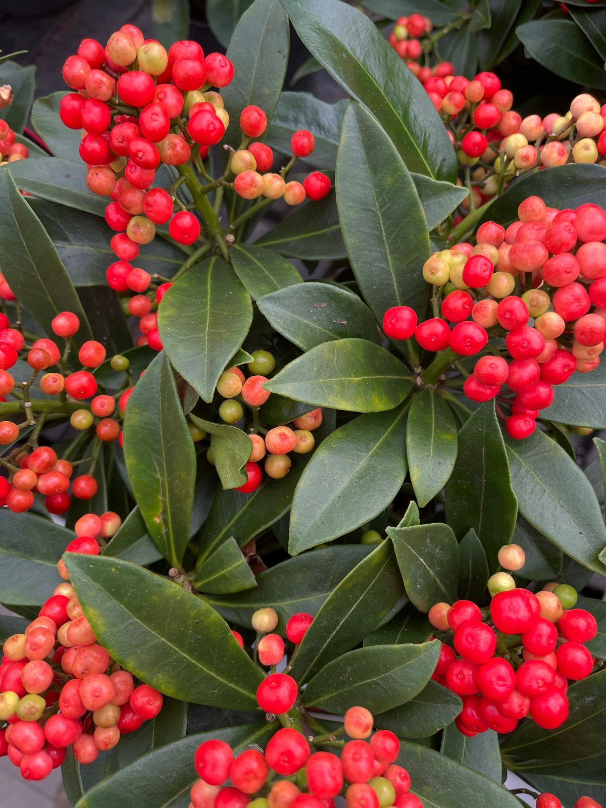 Skimmia japonica 'Pabella' - Winterharde Sierplant, Overige soorten, Vaste plant, Ophalen of Verzenden, Halfschaduw