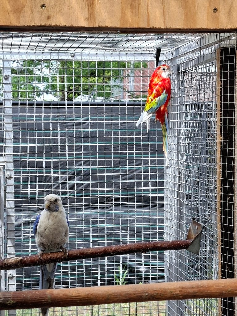 Koppel rosella, Meerdere dieren, Parkiet, Geringd