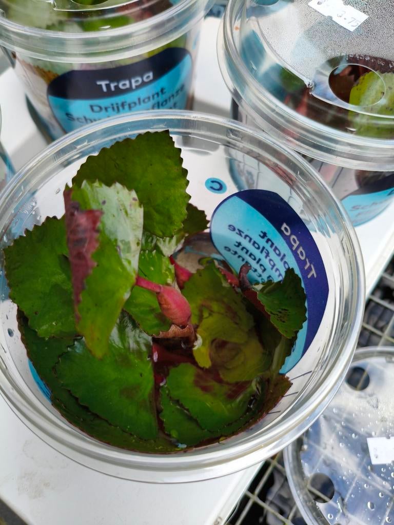 Mooi drijfplanten, Ophalen of Verzenden, Nieuw, Overige typen