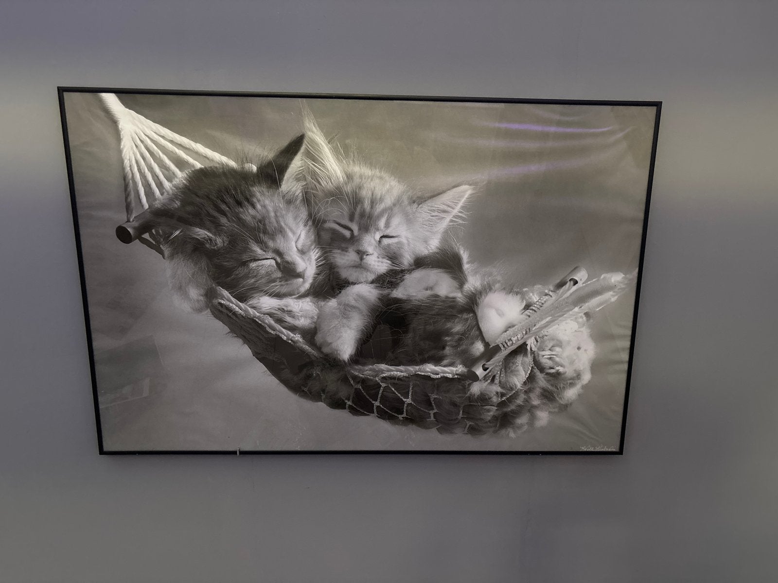 Zwart-wit foto slapende kittens in hangmat, Ophalen, Gebruikt, 75 tot 100 cm, Foto of Poster