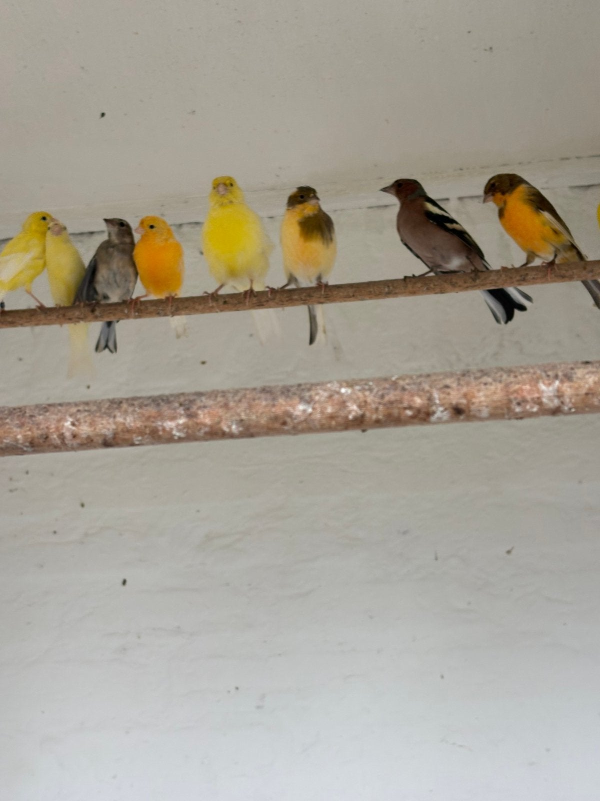 Kanaries div kleuren, Meerdere dieren, Kleurkanarie