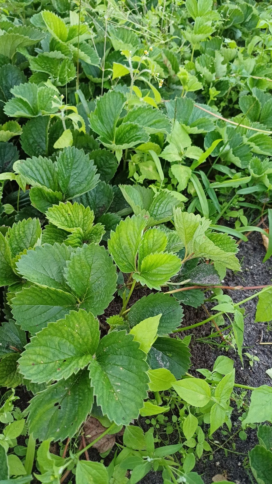mooie verse aardbeien planten, Ophalen, Overige soorten, Minder dan 100 cm