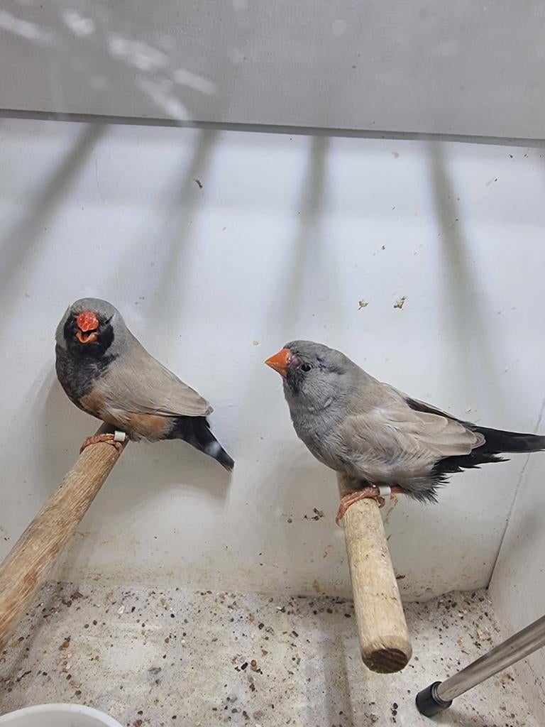 Te koop koppel charcoal Bleekrug, Meerdere dieren