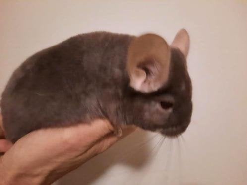 2 chinchilla's met kooi en uitzet, Dieren en Toebehoren, Chinchilla, November, Meerdere dieren, Tam