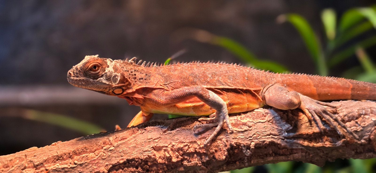 leguaan, Dieren en Toebehoren, Hagedis, 0 tot 2 jaar