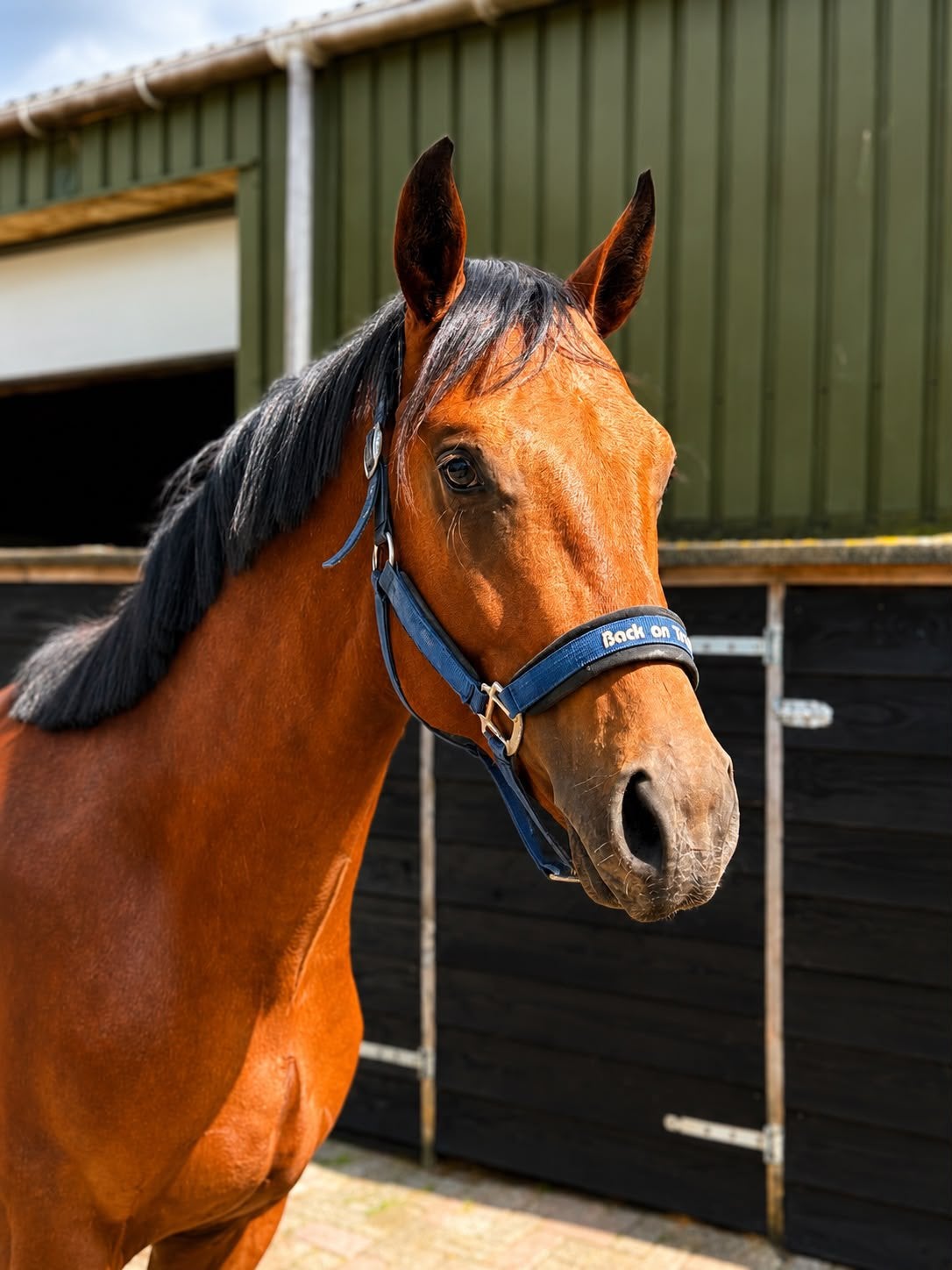 Veelbelovende 2-jarige dressuurhengst!, Dieren en Toebehoren, Met stamboom, Niet van toepassing, Dressuurpaard, 0 tot 2 jaar