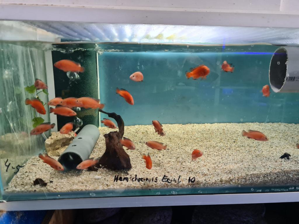 Hemichromis Exsul Cichliden, Dieren en Toebehoren, Vissen | Aquariumvissen, Zoetwatervis, Vis